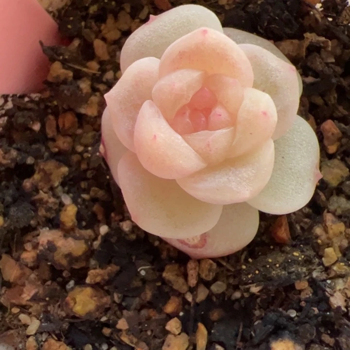 892 一物一拍，精品糖心