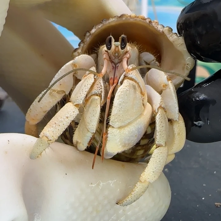 A63干净奶黄 灰白1.8cm口径