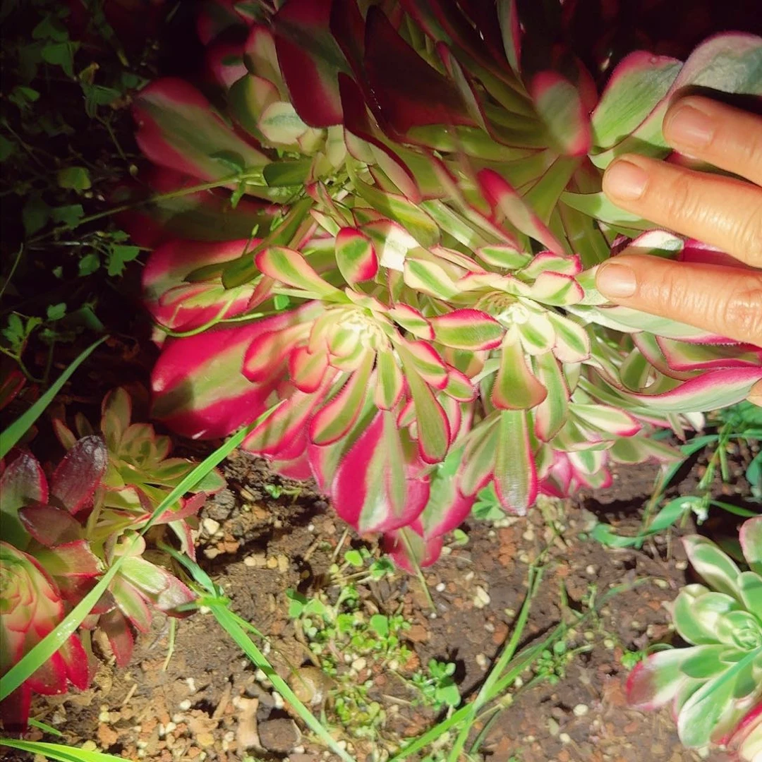 海**烂752多肉植物法师