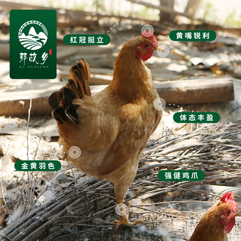 【冰鲜非冷冻】皖南土鸡农家高山散养新鲜现抓现杀生态母鸡走地鸡