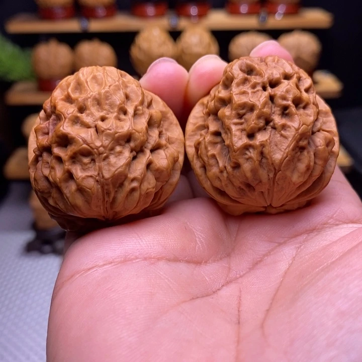 核桃云铁龙甲75号