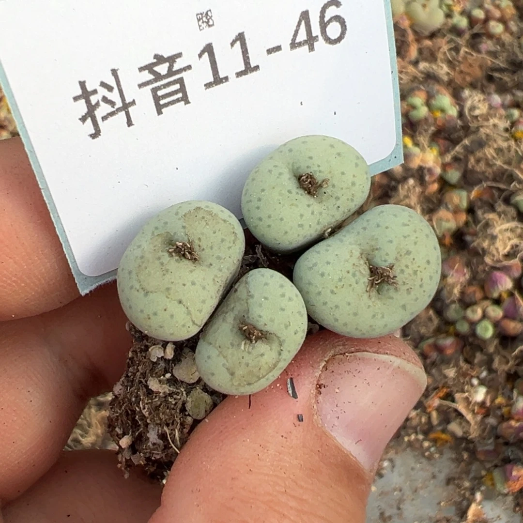 神***s11-46肉锥多肉植物