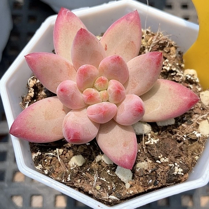 多肉植物金鱼姬905