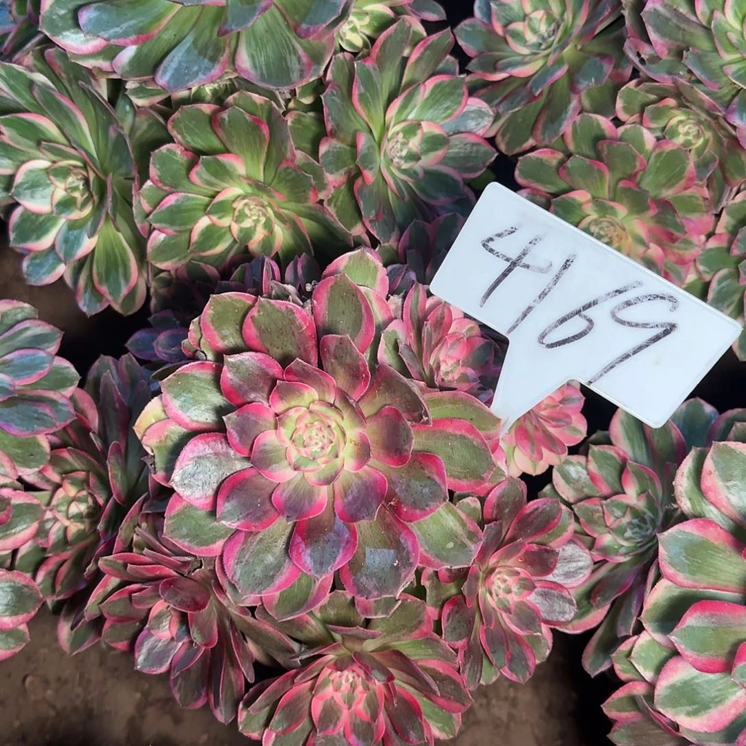 4196云荷多肉法师