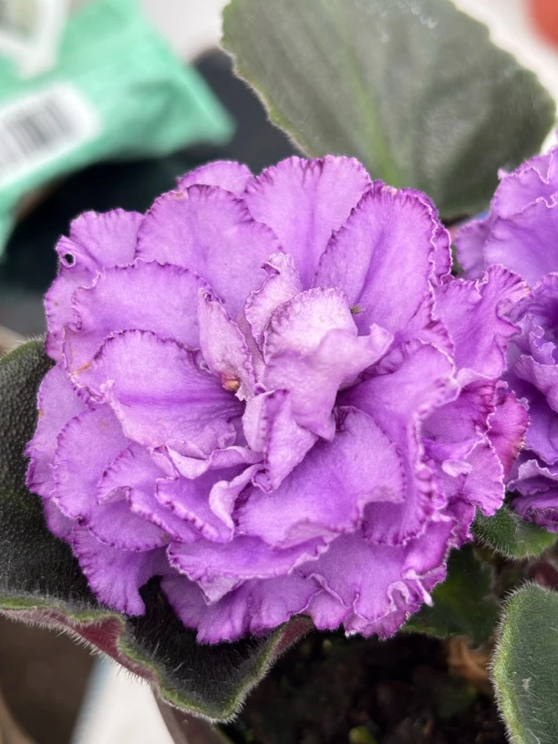 （直播间一物一拍）俄系超大花非洲堇 紫罗兰&阿西的花房