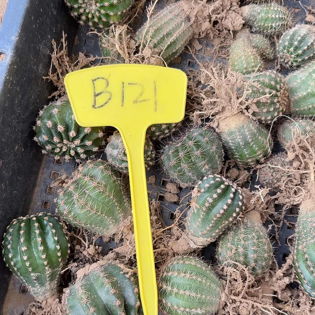 小***丶B121,混色一筐瑕疵歪头