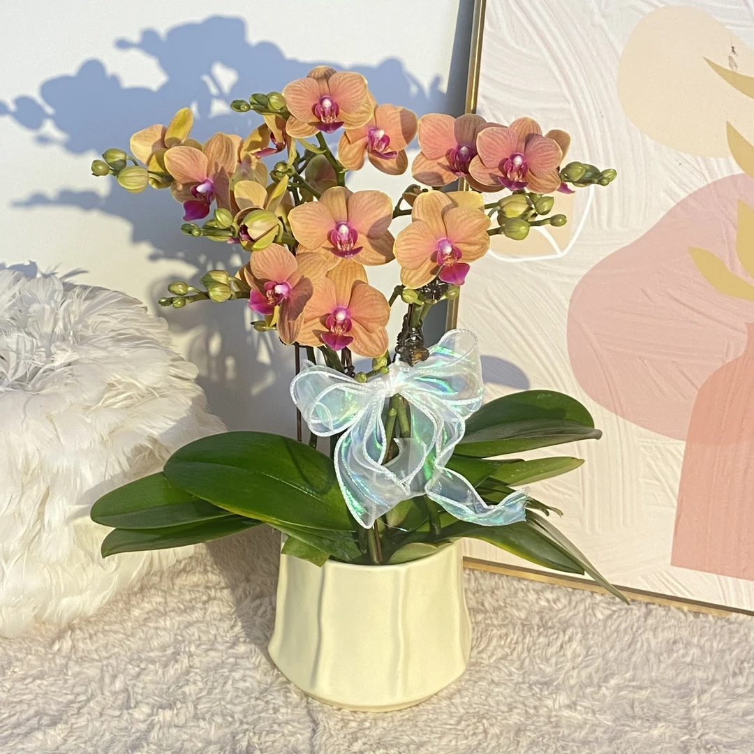 秘密花园  前橙似锦 橙色蝴蝶兰  室内精品观赏真花