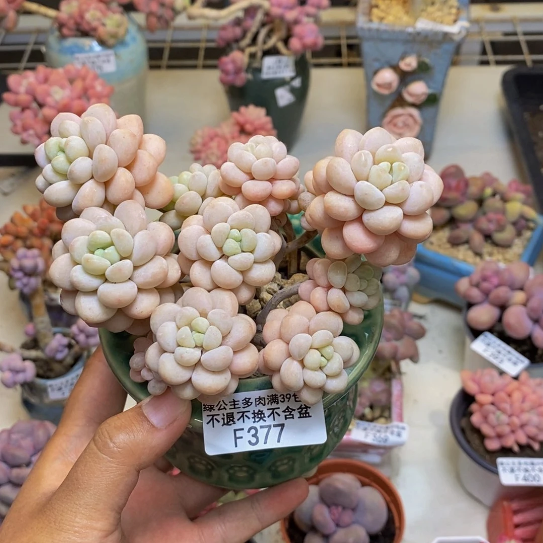 小*?377洛可可多肉9cm