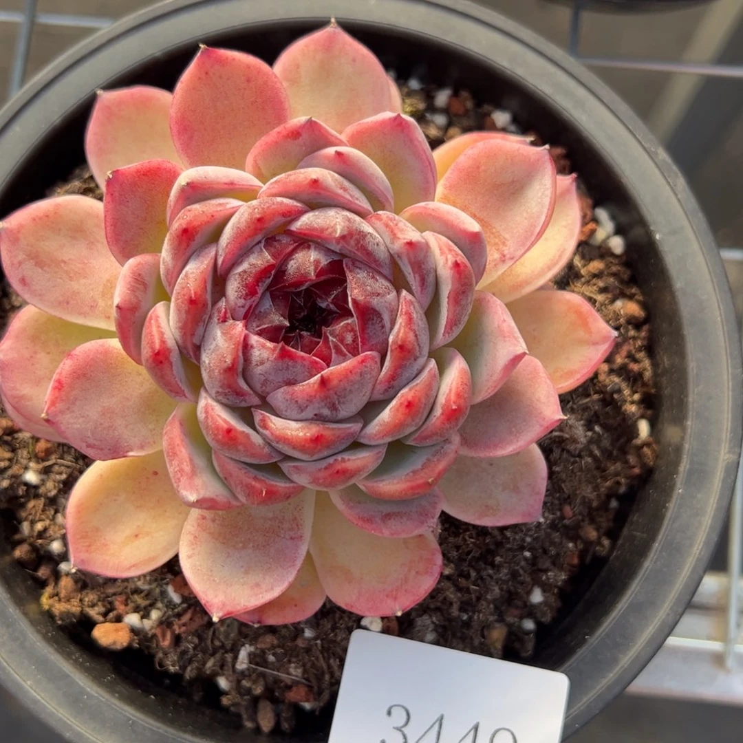 姐***肉3449肉肉肉肉肉肉