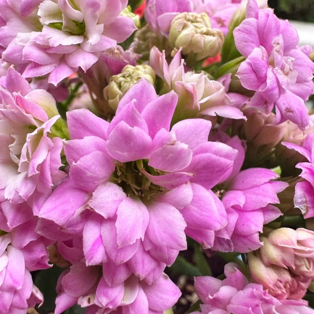 【梅尔迪斯】重磅新品香芋紫色110盆重瓣长寿花