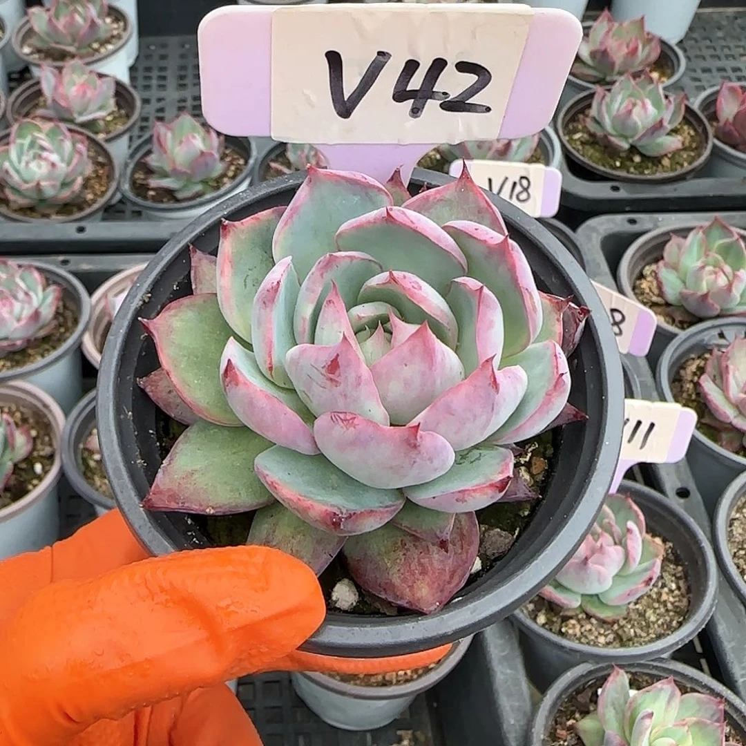 妄*V42惊鸿单头多肉