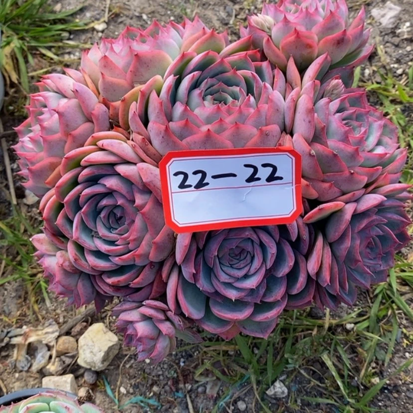 【闪购商品】李*凉多肉植物