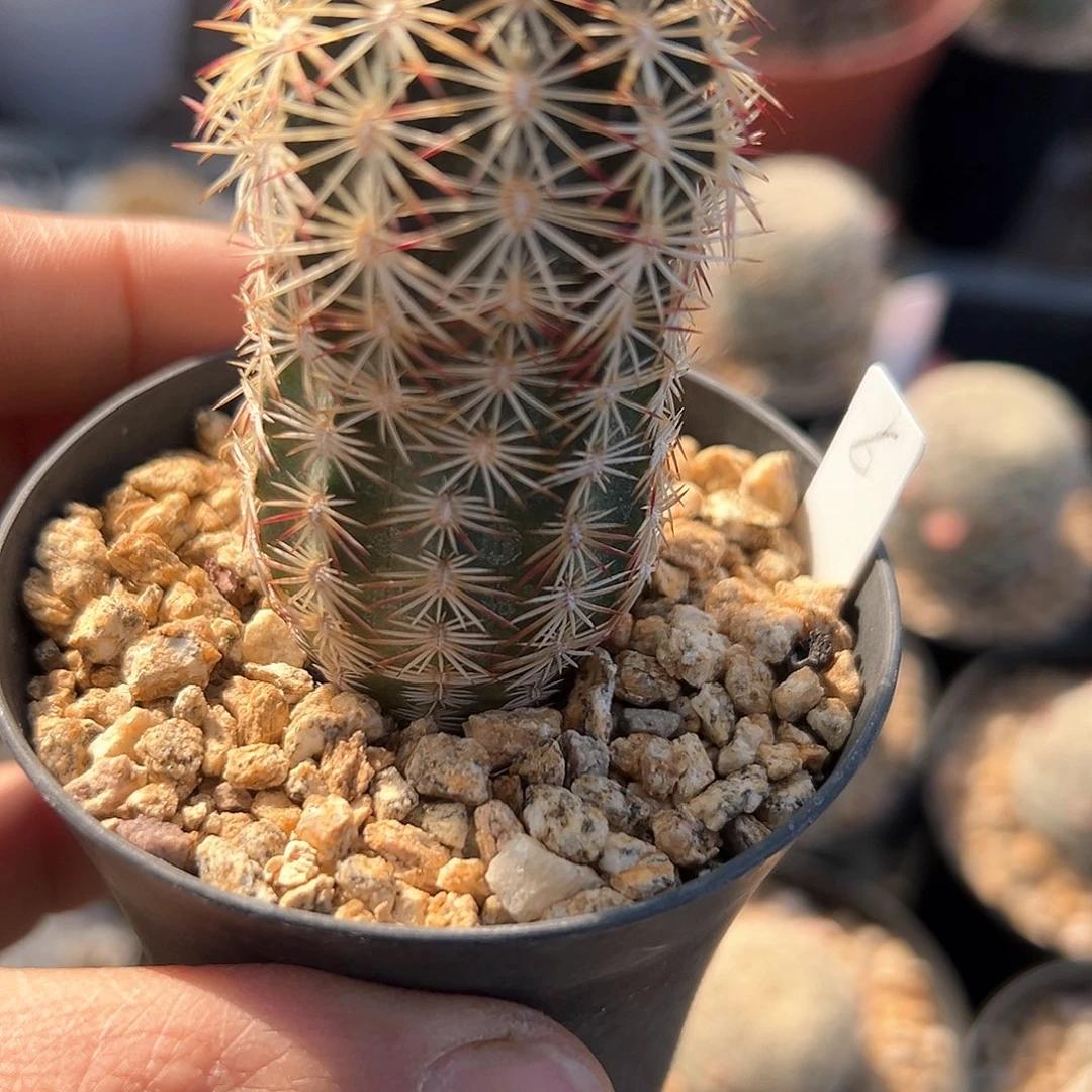 青花虾，仙人球，实生，直径3.3厘米