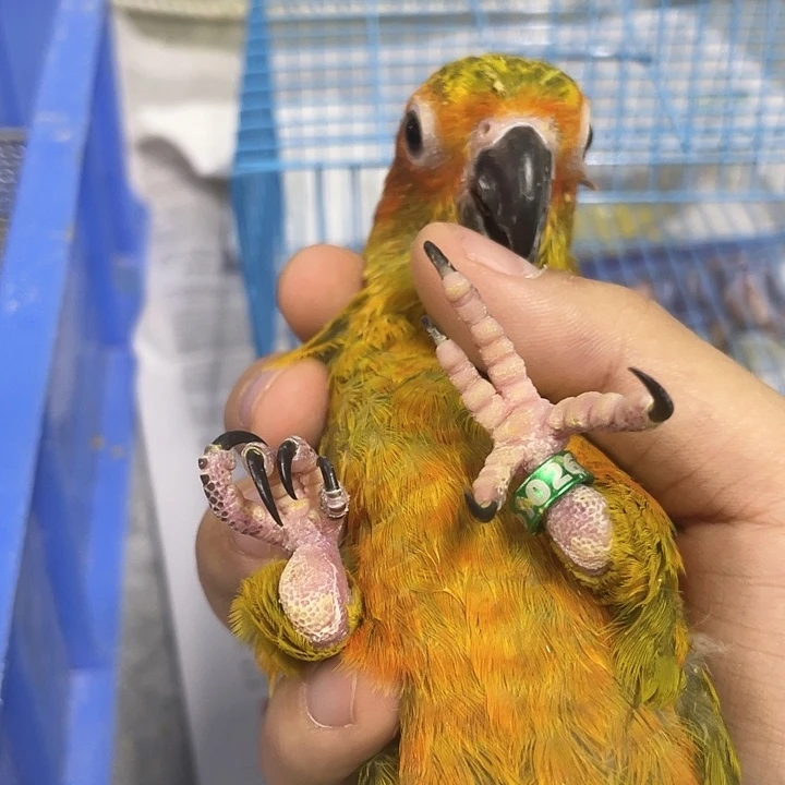 虎皮鹦鹉逗*下bb1026