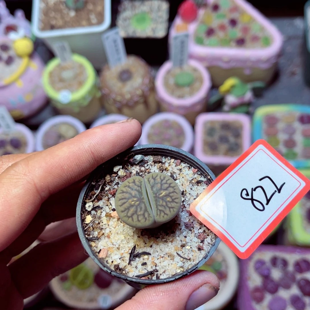 822生石花带盆发