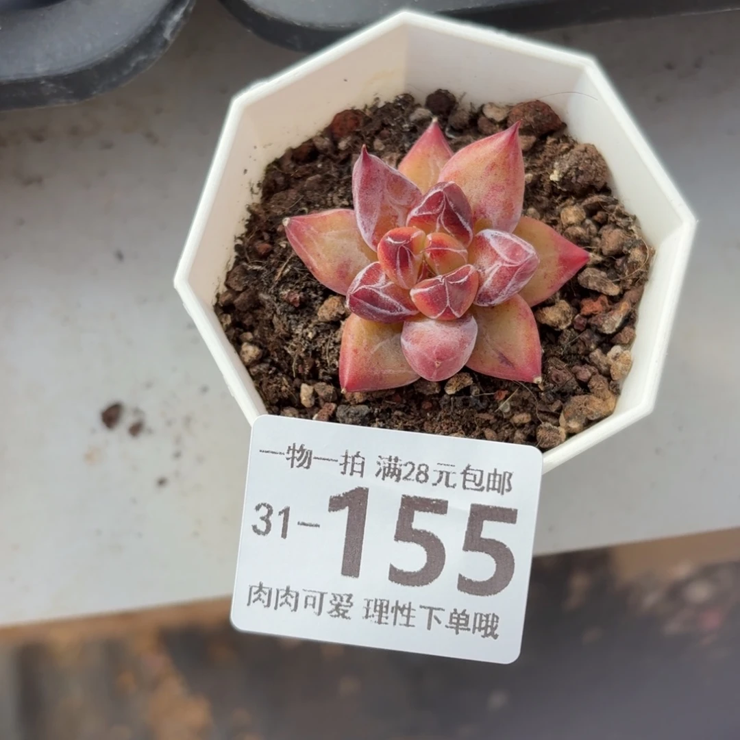 墨韵无盆土发货无盆土发货无