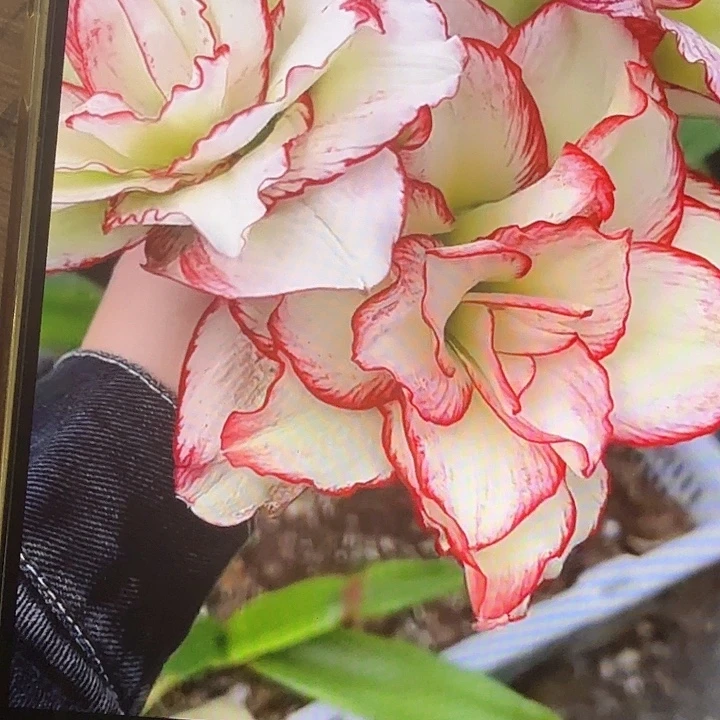 爬爬虾直径2-3厘米包对版