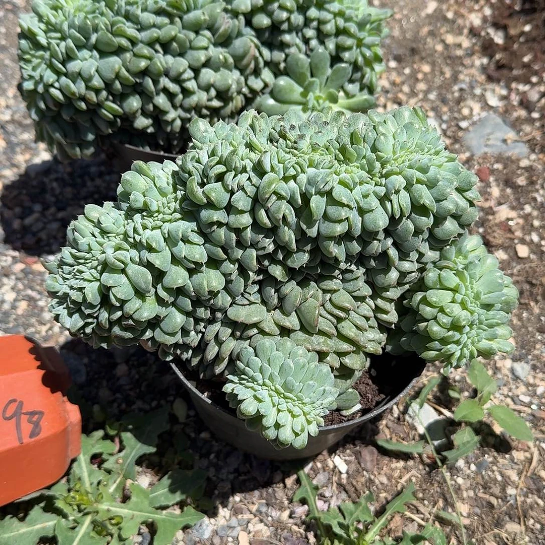 白胖子缀化多肉植物