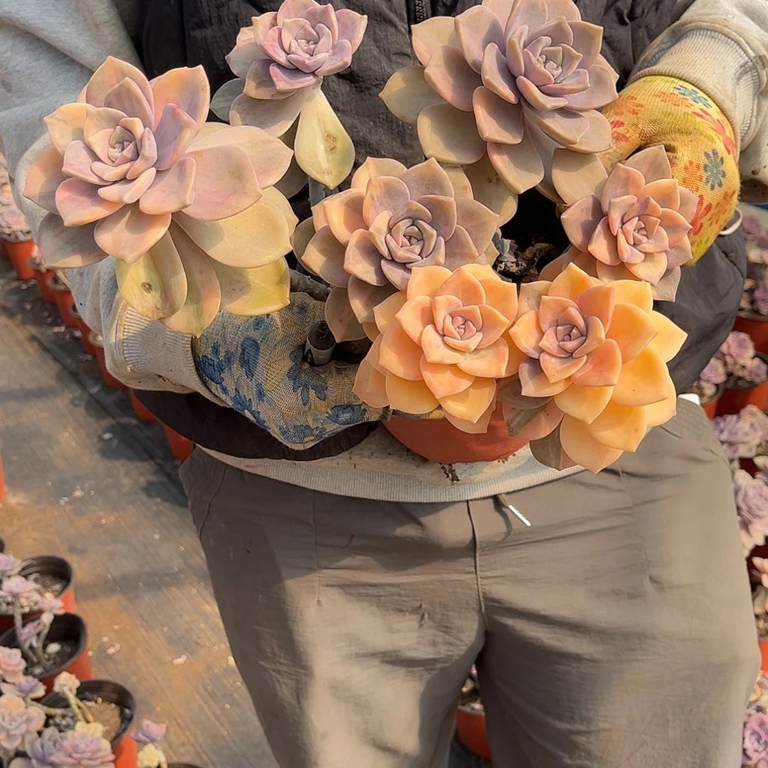 又多肉植物紫乐景Z59