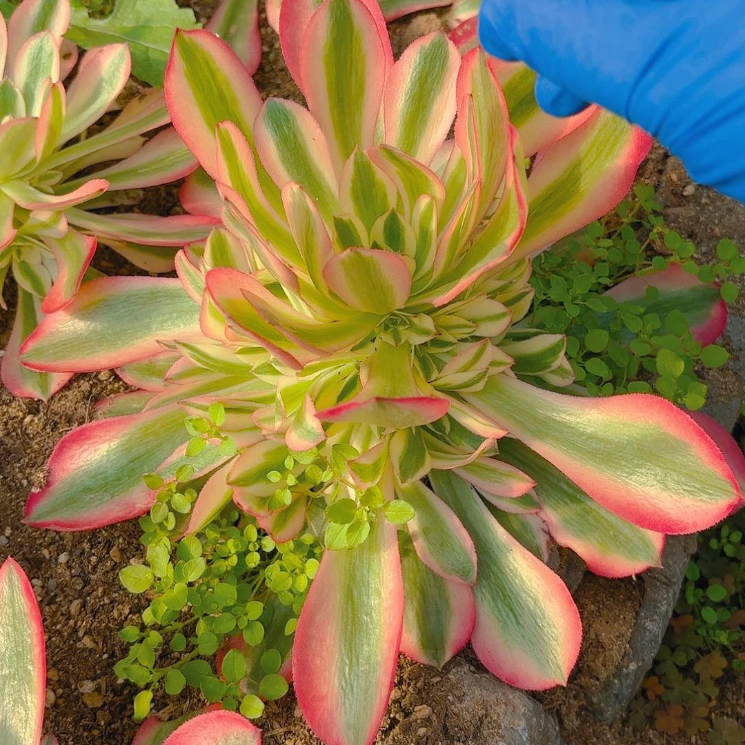 女巫多肉植物四号手捧