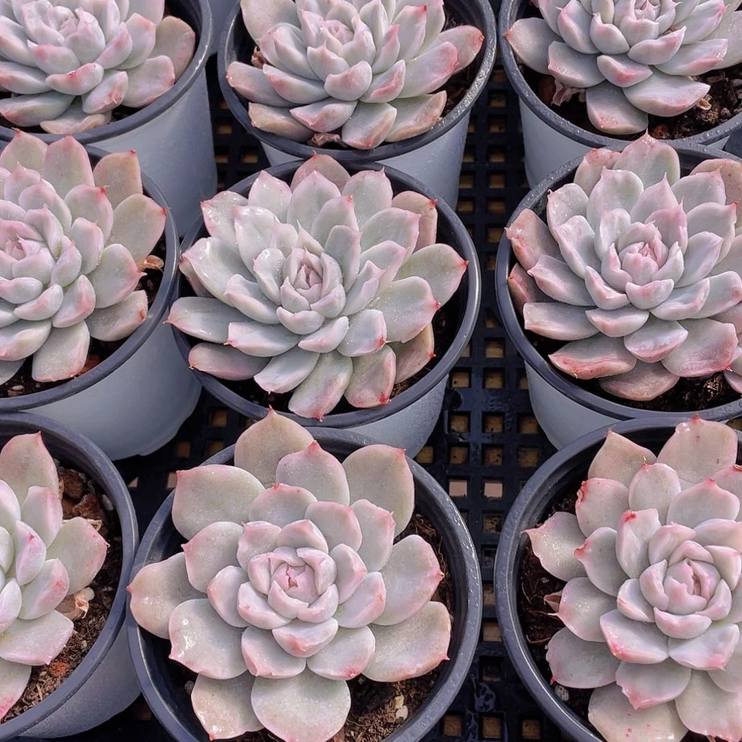 量拍81号 辛普森锦单头2个