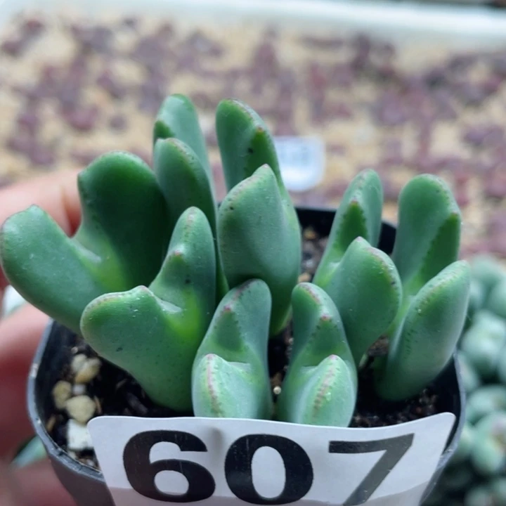 607少将群零下拍保温