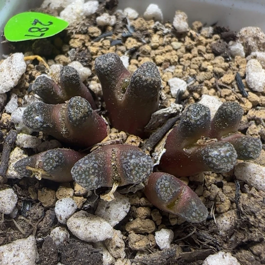 大型火柴头多肉植物287