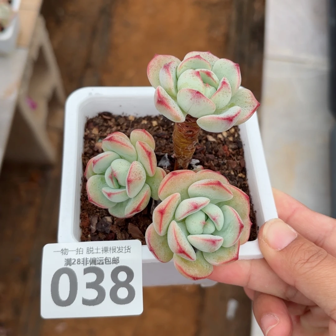 香草老桩无盆土发货