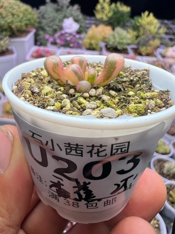 小香蕉专拍-多肉植物五十铃玉锦