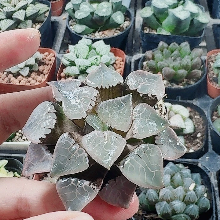 无花朵十二卷 火凤凰福利裸根