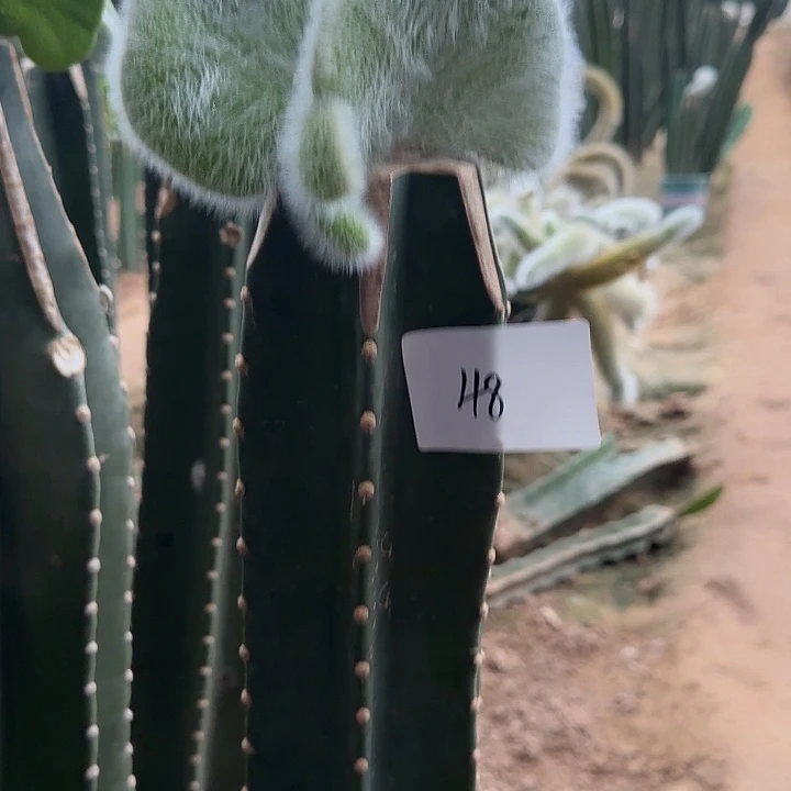 L***沫无花朵嫁接九尾狐缀48