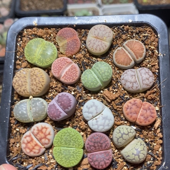 优选彩套特价特价