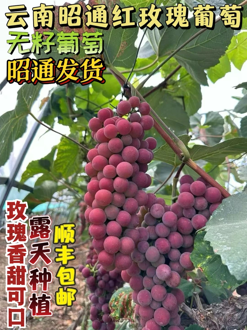 云南昭通红玫瑰无籽葡萄纯甜无酸现摘现发新鲜水果玫瑰香葡萄应季