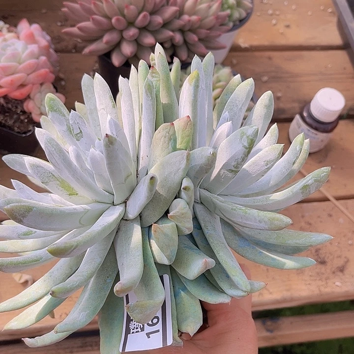 拇指杂奴婢吉娜1641多肉植物