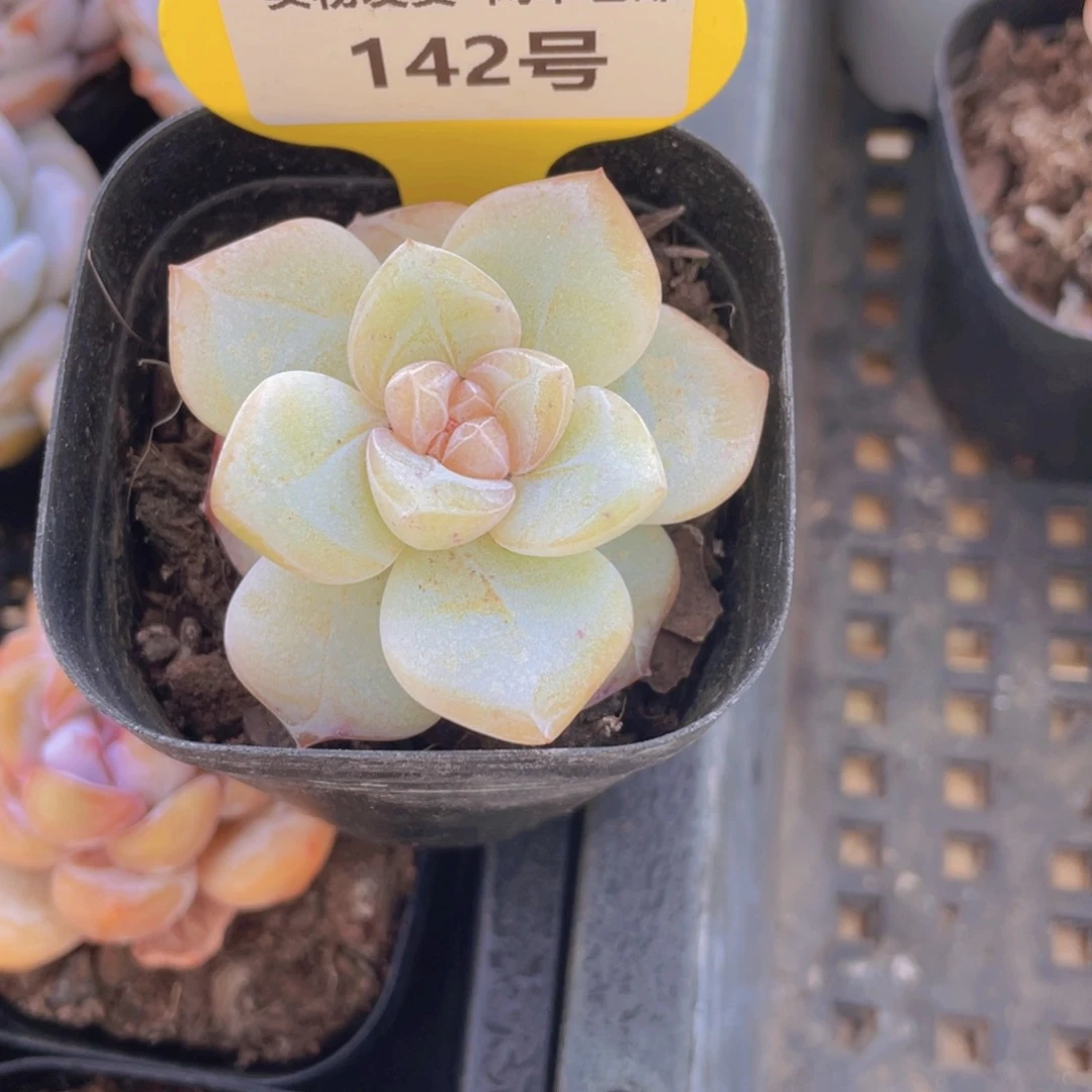 142号 冰糖心单头大白兔