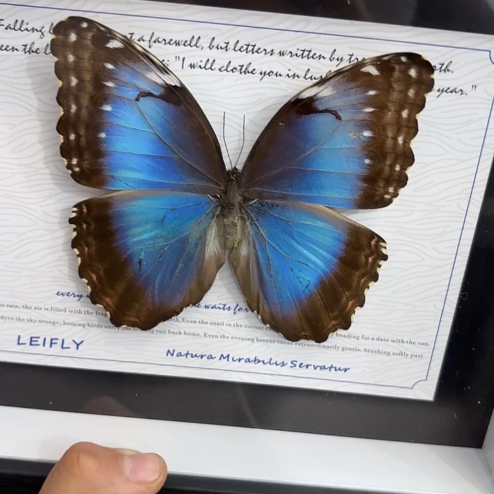 语***生蝴蝶标本定制003@