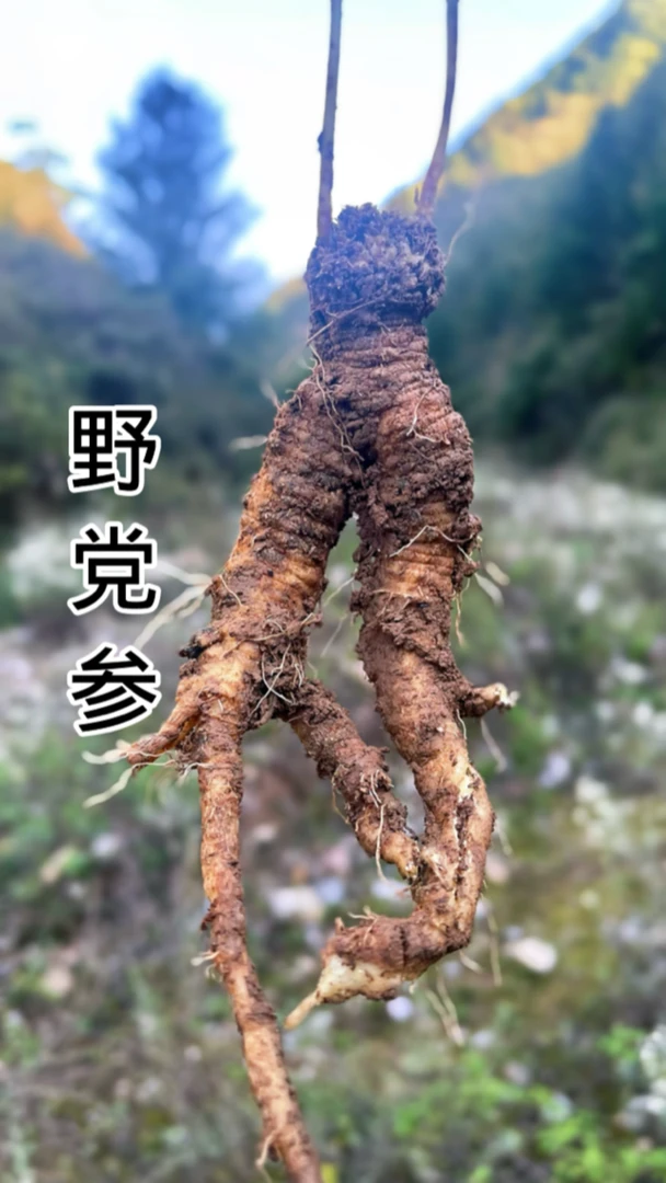 雪山纯野生党参无硫