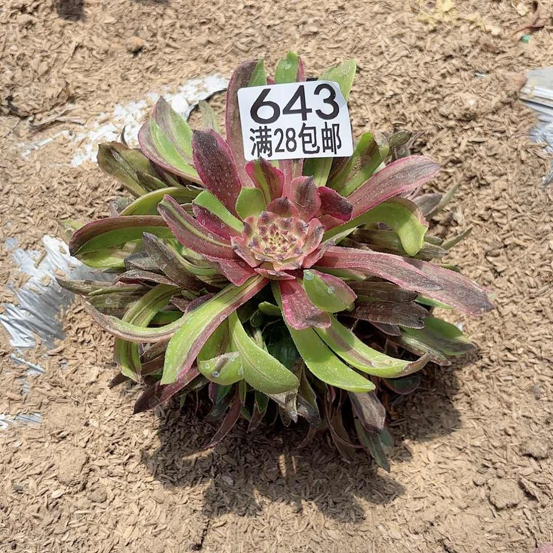 N. 643粉带多肉14111
