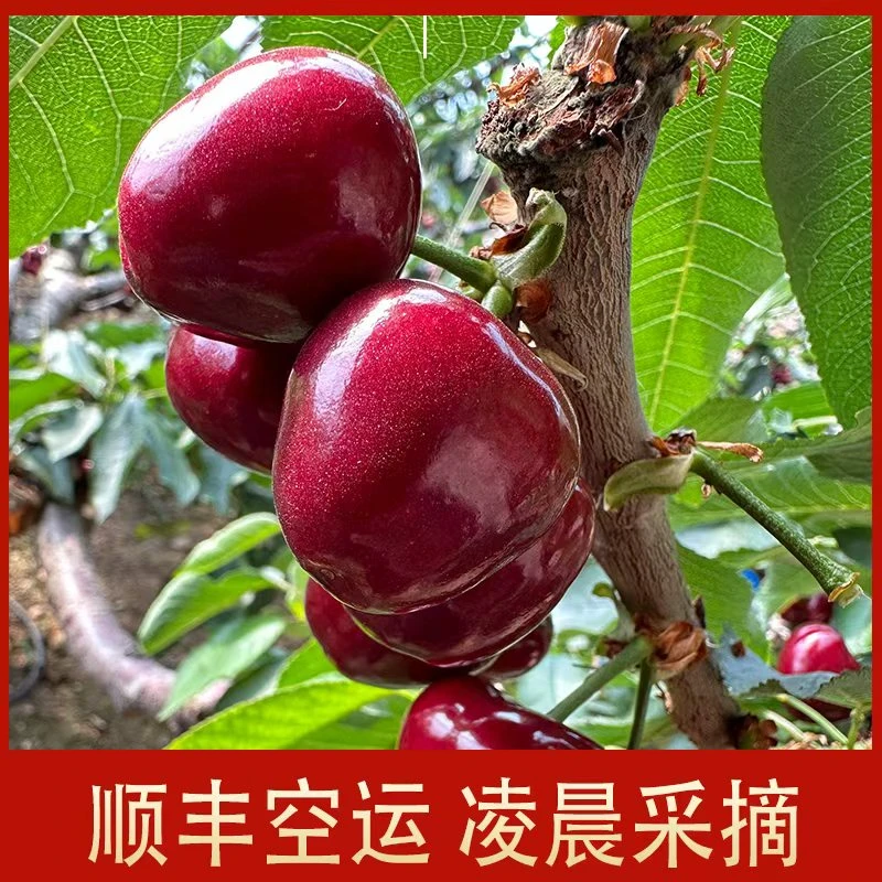 【端午节福利】大连美早大樱桃5斤净重4.5斤以上2J-5J顺丰包邮