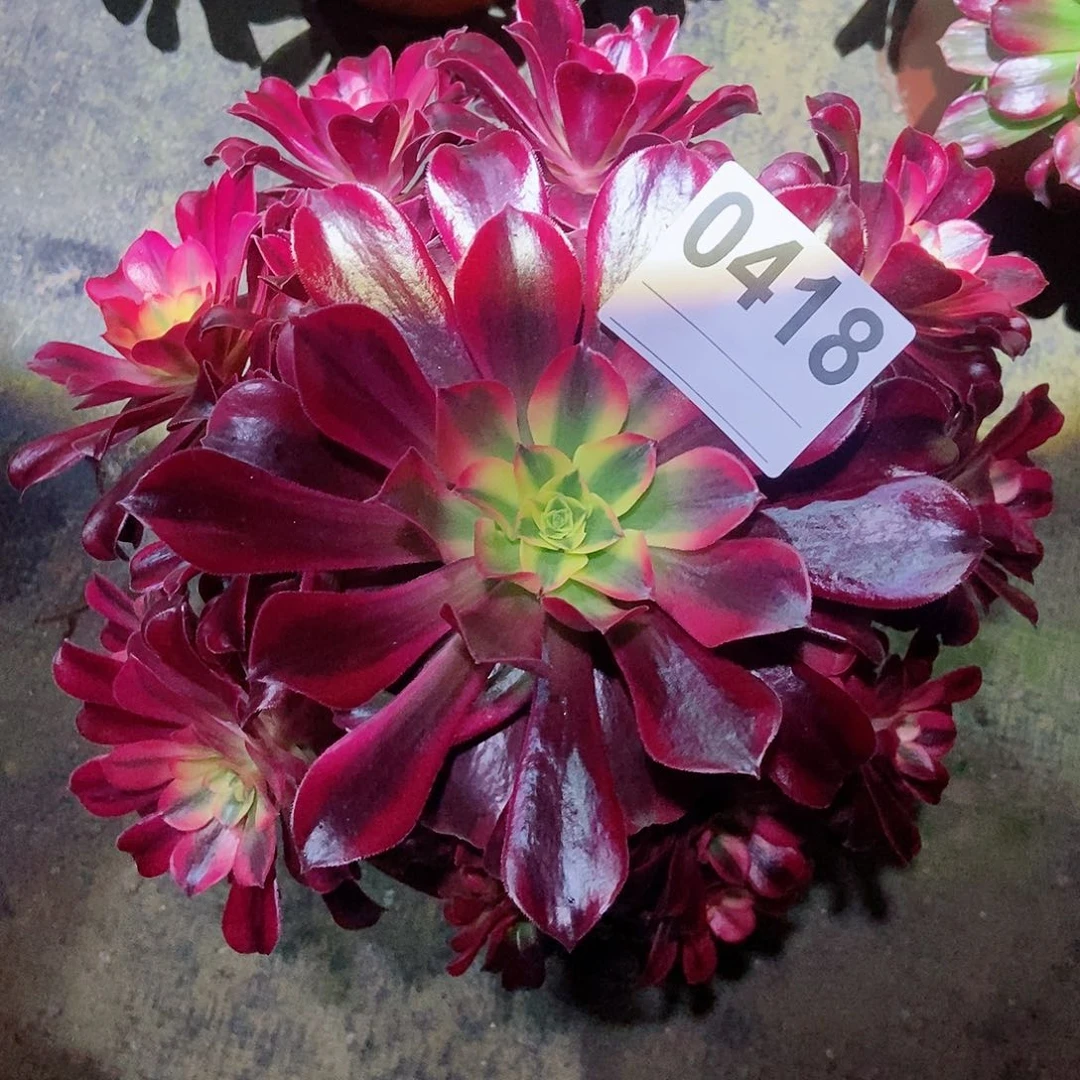 红陶0418美杜莎3多肉