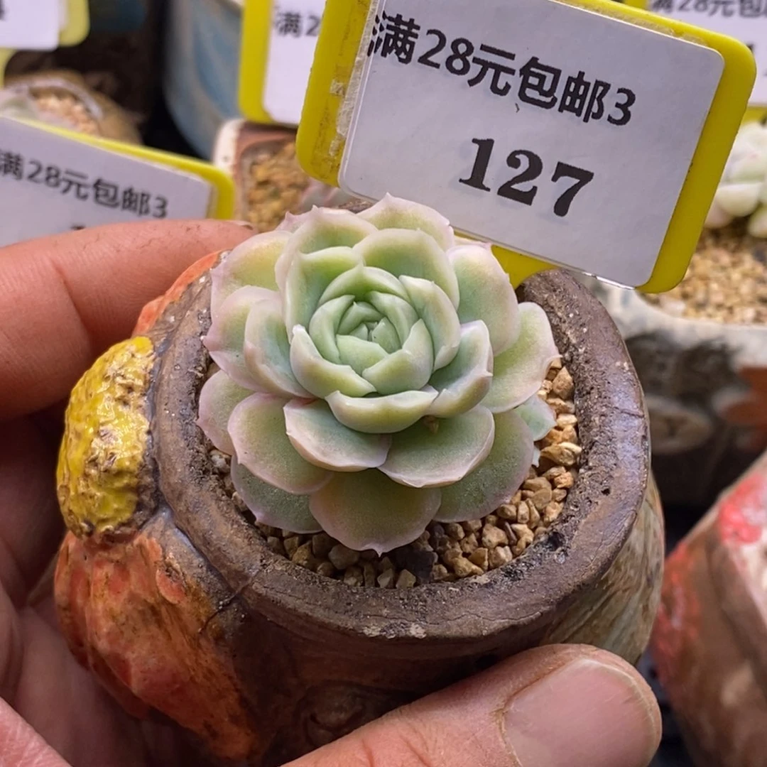 3127水晶虾饺多肉植物