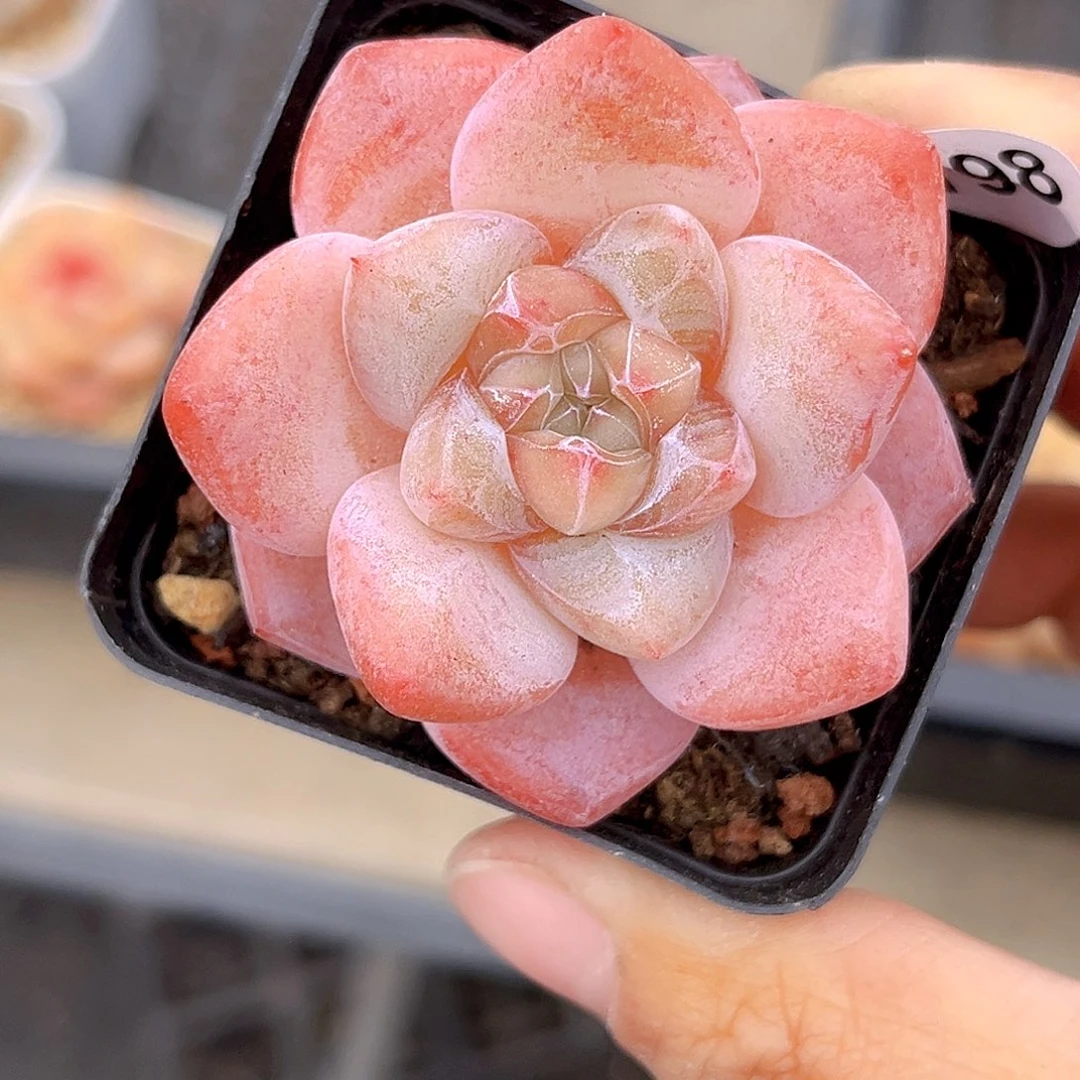 798  放漏 新品珍妮 满18包邮