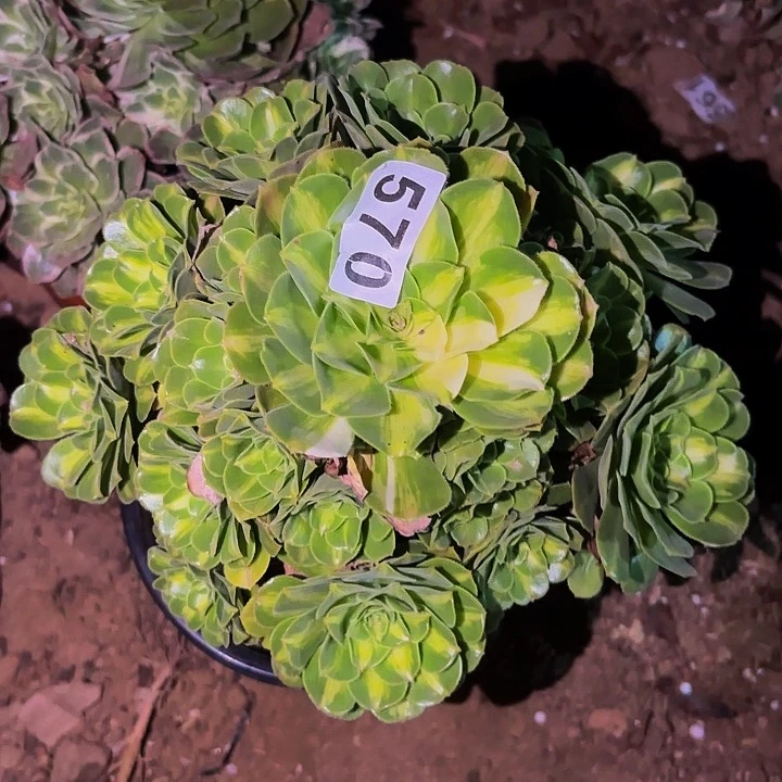 570夜光杯多肉植物
