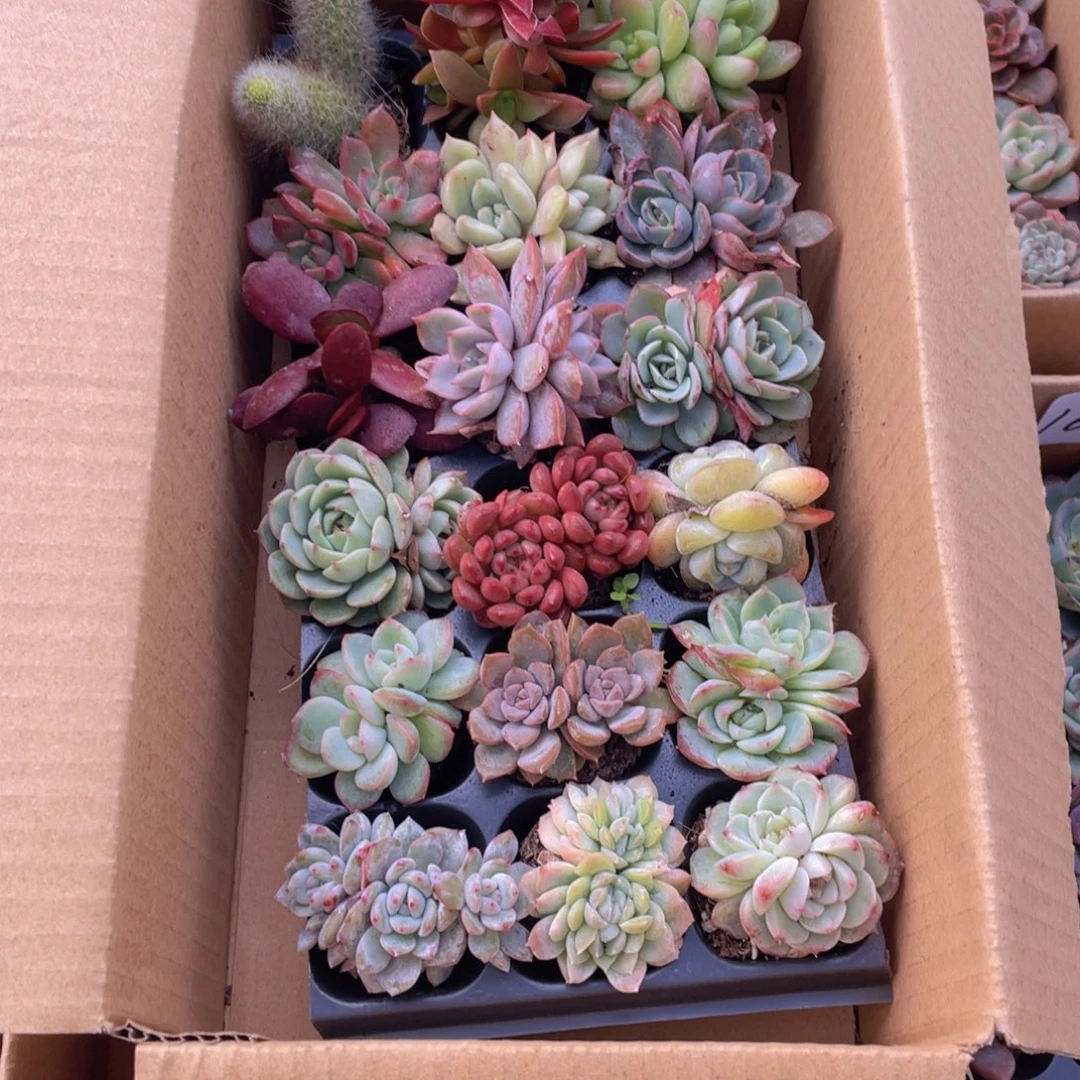 18颗-1号约3-5厘米