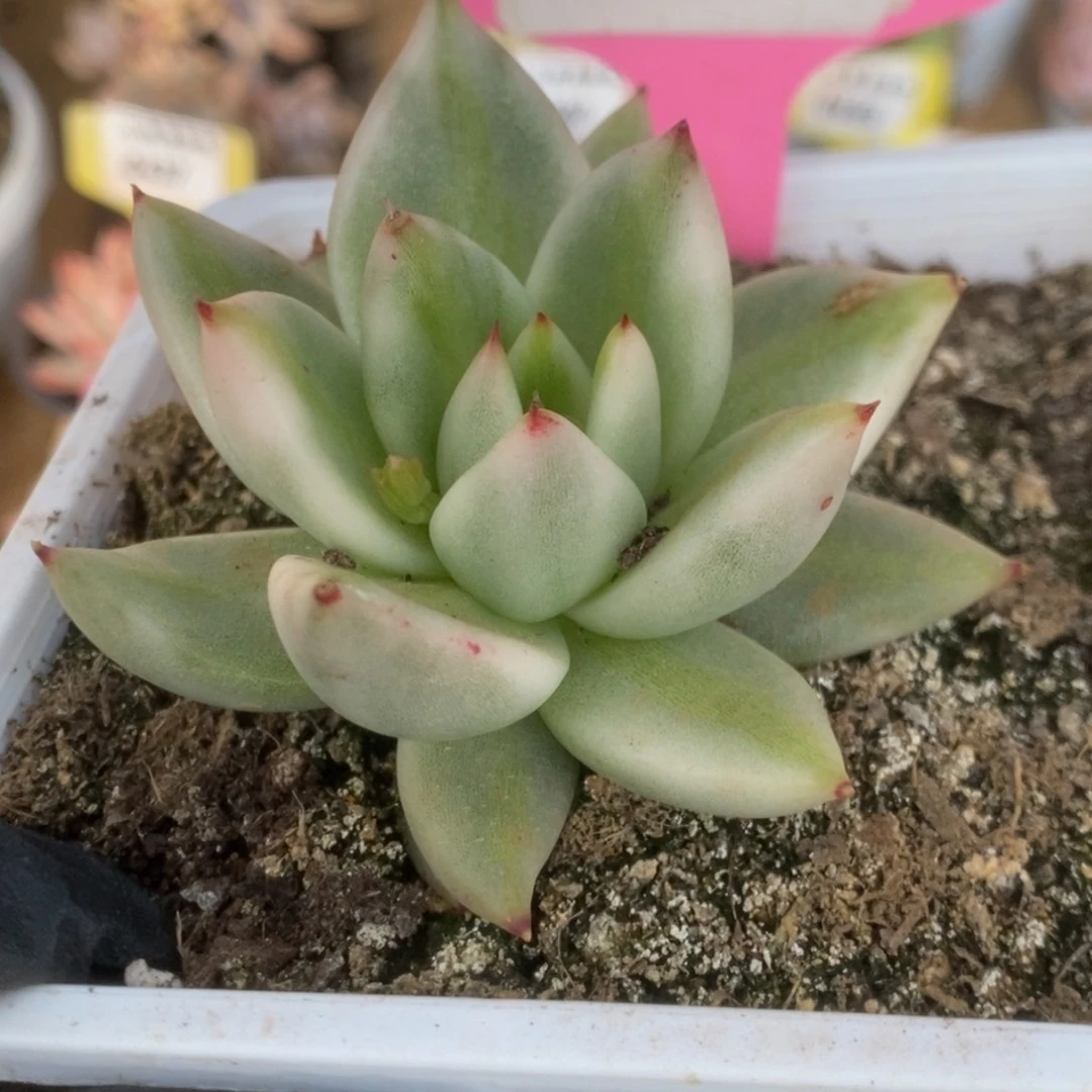 090东云杂锦锦锦锦锦锦锦