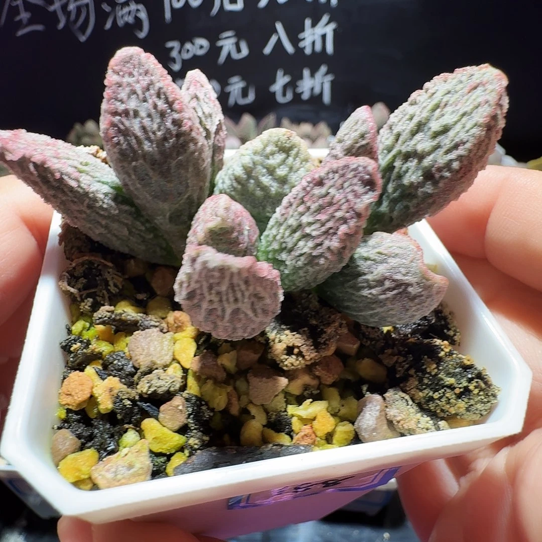 实生水泡，带盆发货，满38包邮，植物售出不退不换