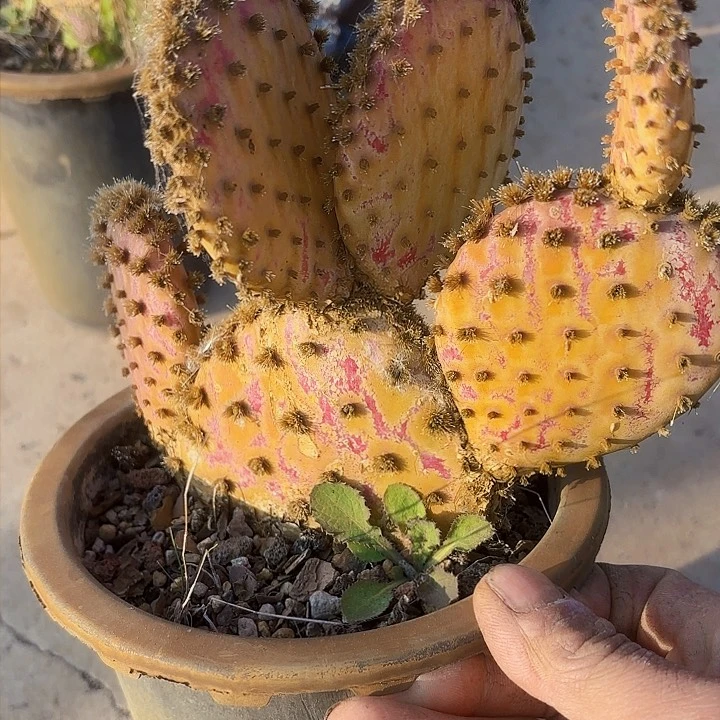 仙女杯多肉植物盆栽