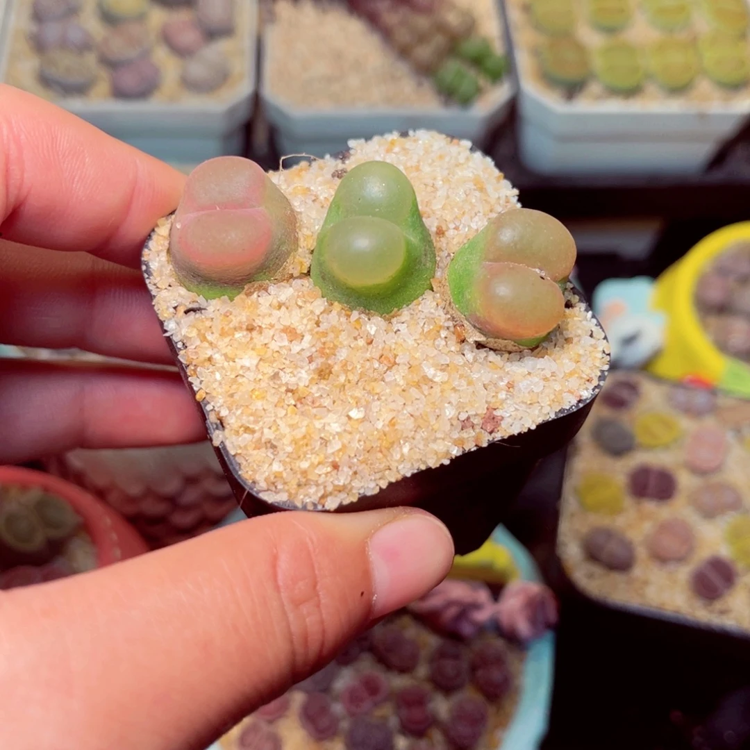 113号带盆包邮发货