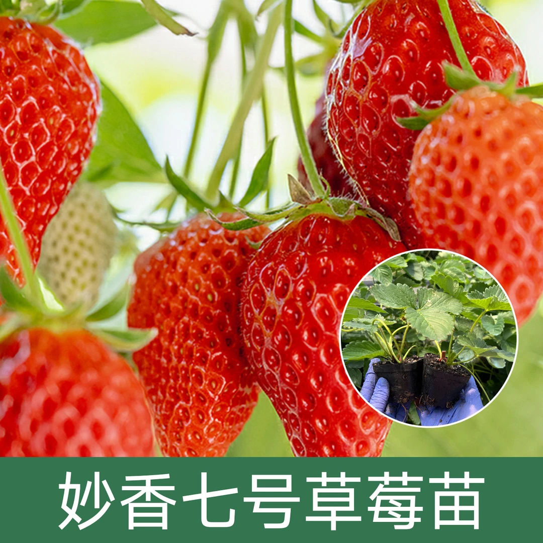 【妙香7号草莓苗钵苗】新手适应原土原发盆栽阳台庭院养植