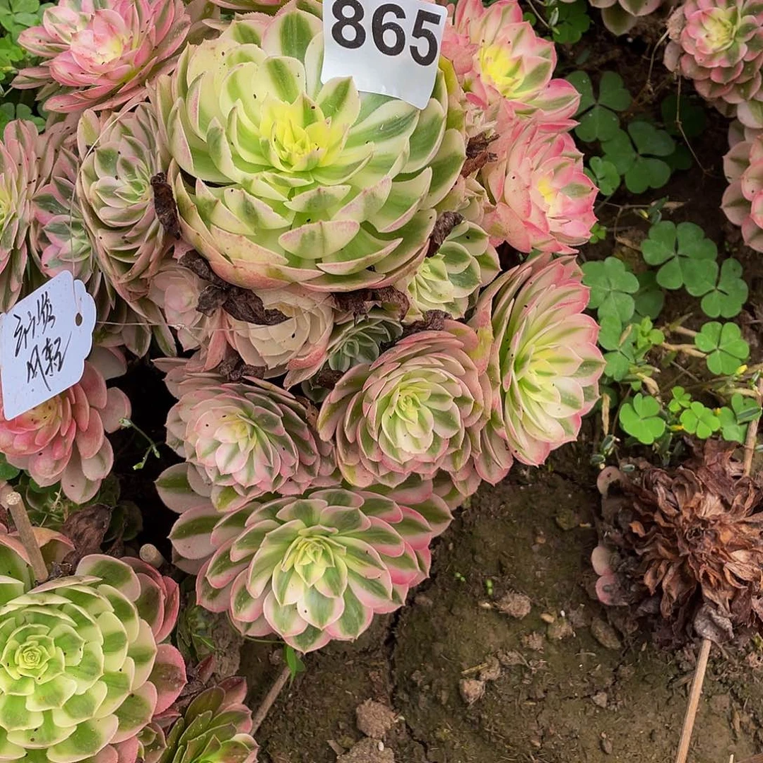 芳***旧多肉法师865号荔枝发货